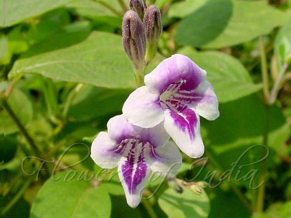 Indian Asystasia